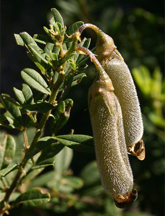 Crotalaria gazensis 