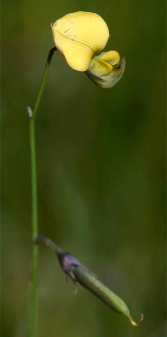 Crotalaria glauca