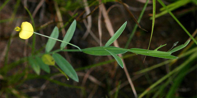 Crotalaria glauca