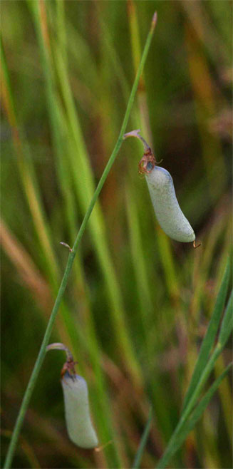 Crotalaria glauca