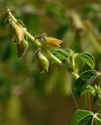 Crotalaria incana