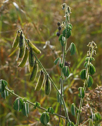 Crotalaria incana