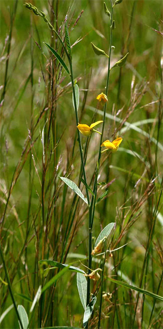 Crotalaria juncea (Bombay hemp, Sunn hemp)