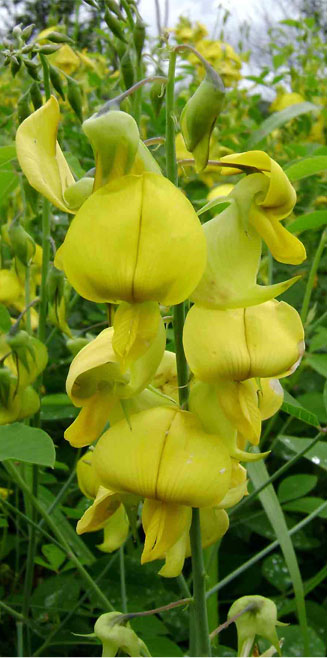 Crotalaria laburnifolia