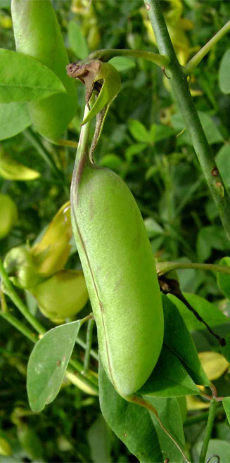 Crotalaria laburnifolia