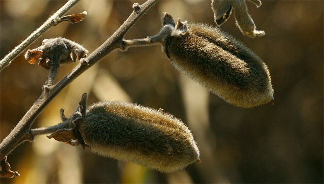 Crotalaria laburnoides