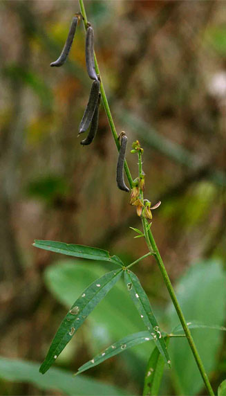 Crotalaria lanceolata 