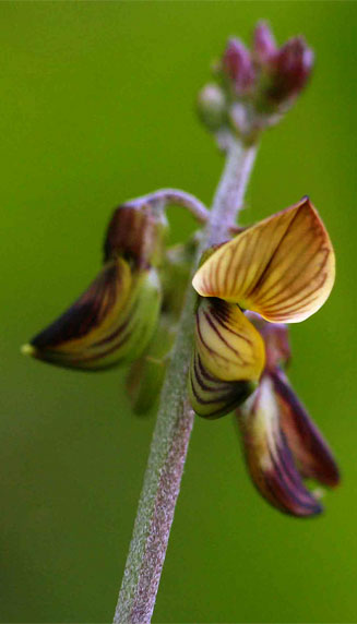 Crotalaria lanceolata 
