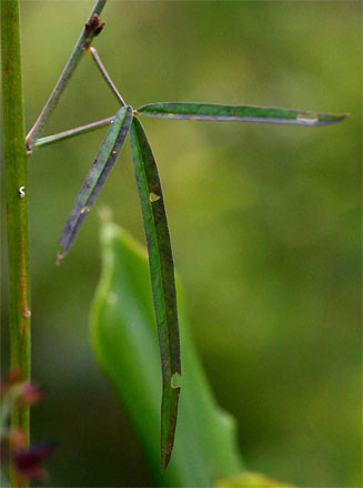 Crotalaria lanceolata 