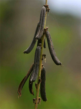 Crotalaria lanceolata 