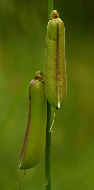 Crotalaria lanceolata 