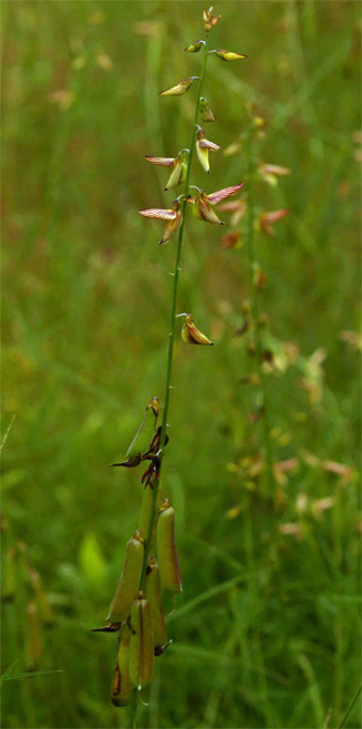 Crotalaria lanceolata 
