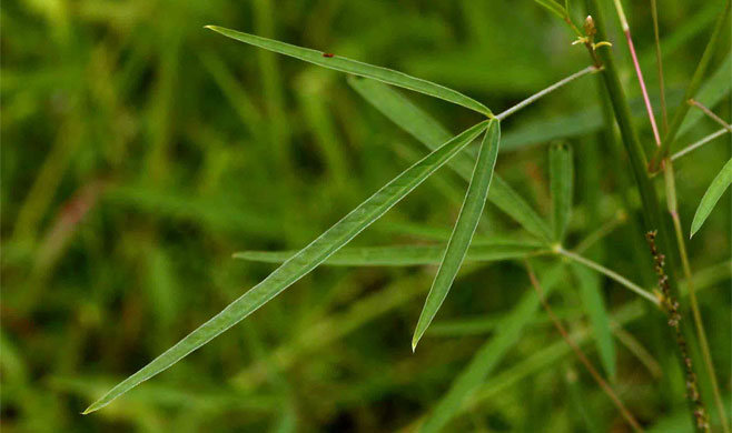 Crotalaria lanceolata 