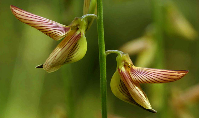Crotalaria lanceolata 