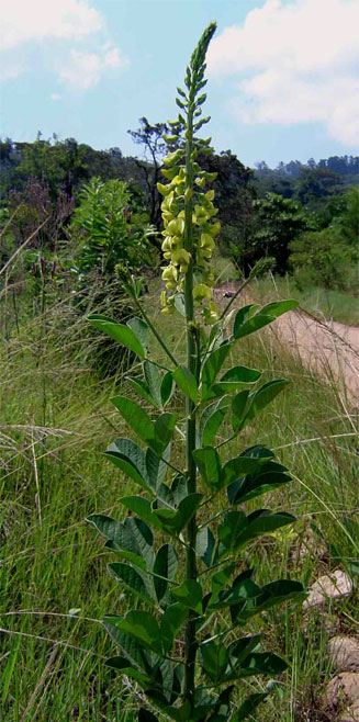 Crotalaria pallida