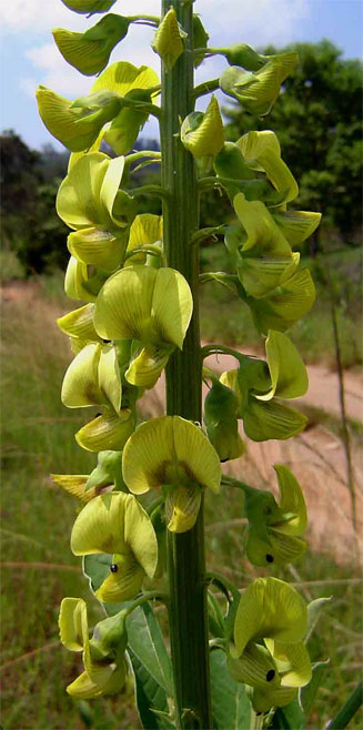 Crotalaria pallida