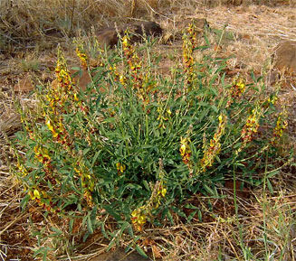 Crotalaria pallida
