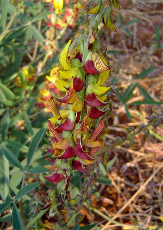 Crotalaria pallida
