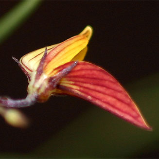 Crotalaria shirensis