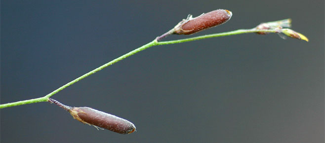 Crotalaria shirensis