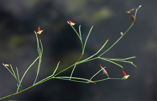 Crotalaria shirensis