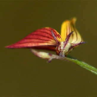 Crotalaria shirensis