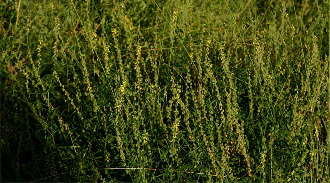 Crotalaria sphaerocarpa 
