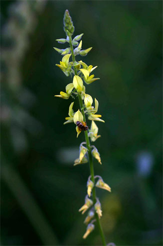 Crotalaria sphaerocarpa 