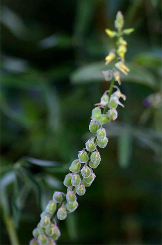 Crotalaria sphaerocarpa 