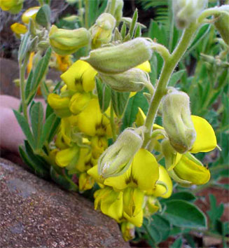 Crotalaria valida