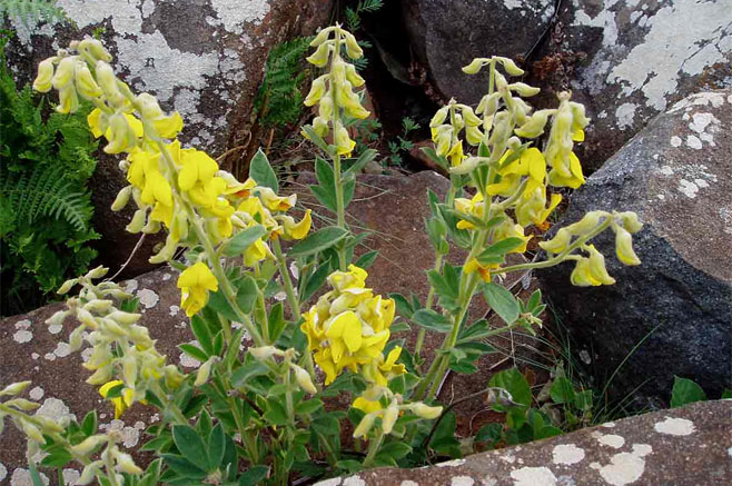 Crotalaria valida