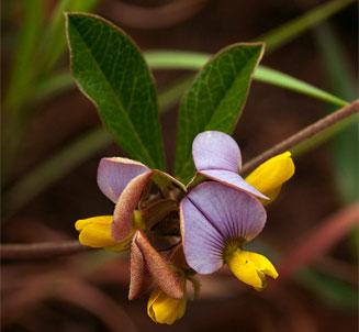 Crotalaria variegata