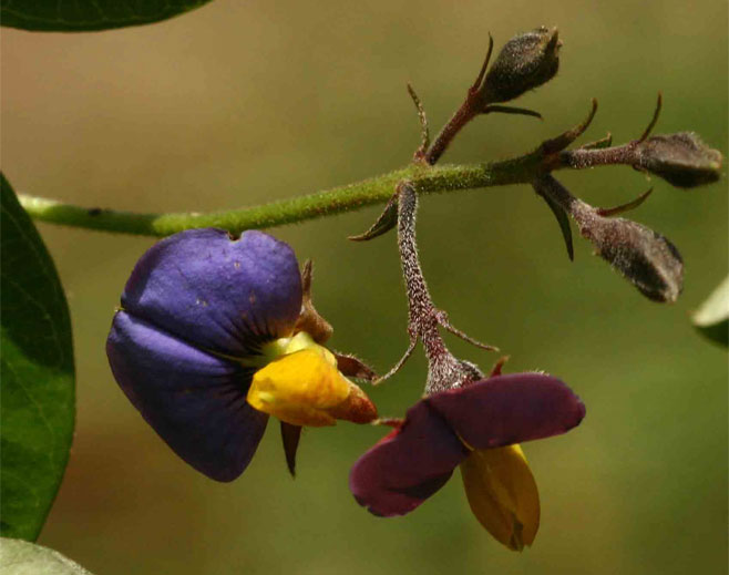 Crotalaria variegata