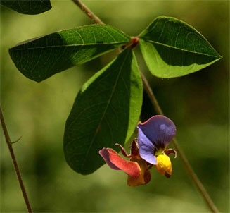 Crotalaria variegata