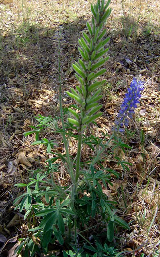 Lupinus mexicanus