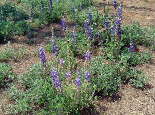 Lupinus mexicanus