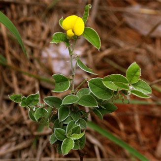 Argyrolobium rupestre