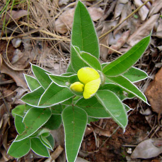 Argyrolobium rupestre