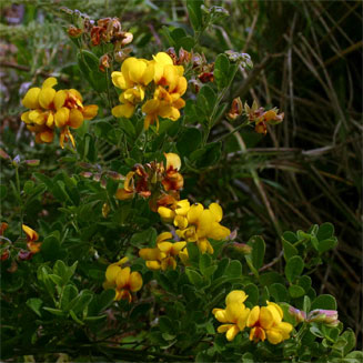 Argyrolobium tomentosum