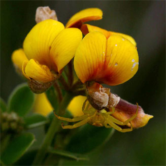 Argyrolobium tomentosum