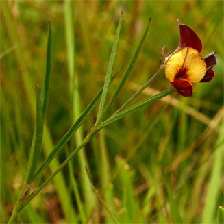 Argyrolobium tuberosum