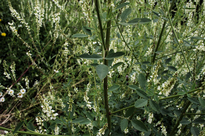 Melilotus albus (White melilot)