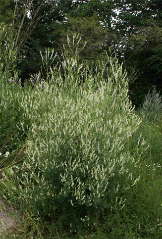 Melilotus albus (White melilot)