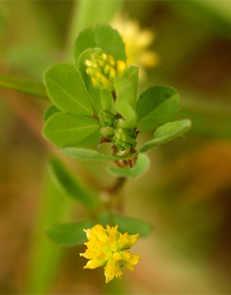 Trifolium dubium (Lesser trefoil, Suckling clover)