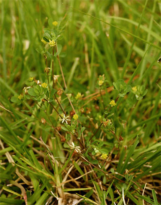 Trifolium dubium (Lesser trefoil, Suckling clover)