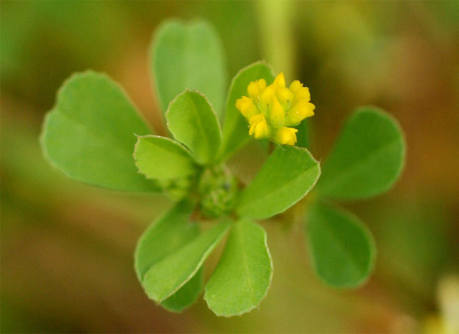 Trifolium dubium (Lesser trefoil, Suckling clover)