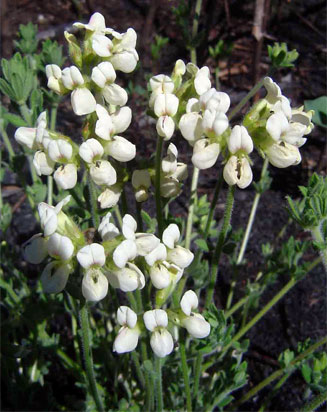 Lotus namulensis