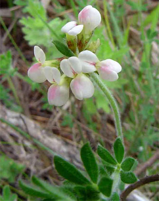 Lotus namulensis