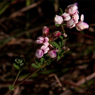 Lotus wildii