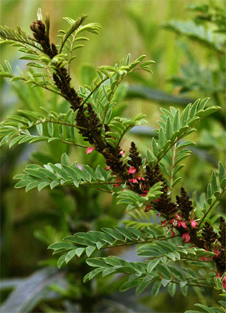 Indigofera arrecta